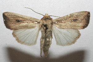  ( - 08-SRNP-105545)  @14 [ ] CreativeCommons - Attribution Non-Commercial Share-Alike (2013) Daniel H. Janzen Guanacaste Dry Forest Conservation Fund