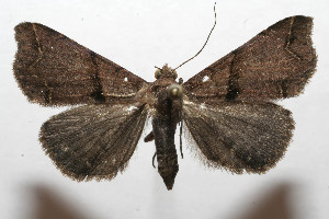  ( - 08-SRNP-105837)  @13 [ ] CreativeCommons - Attribution Non-Commercial Share-Alike (2013) Daniel H. Janzen Guanacaste Dry Forest Conservation Fund