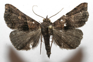  ( - 08-SRNP-105839)  @13 [ ] CreativeCommons - Attribution Non-Commercial Share-Alike (2013) Daniel H. Janzen Guanacaste Dry Forest Conservation Fund