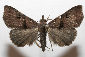  ( - 08-SRNP-105840)  @13 [ ] CreativeCommons - Attribution Non-Commercial Share-Alike (2013) Daniel H. Janzen Guanacaste Dry Forest Conservation Fund