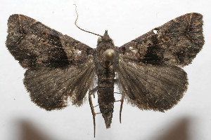  ( - 08-SRNP-105841)  @13 [ ] CreativeCommons - Attribution Non-Commercial Share-Alike (2013) Daniel H. Janzen Guanacaste Dry Forest Conservation Fund