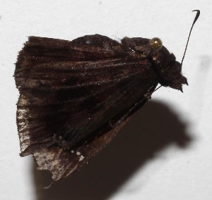  ( - 17-SRNP-967)  @11 [ ] CreativeCommons  Attribution Non-Commercial Share-Alike (2023) Daniel H. Janzen Guanacaste Dry Forest Conservation Fund