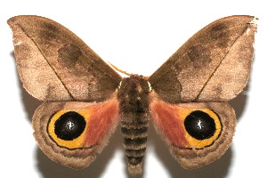  ( - 08-SRNP-106308)  @14 [ ] CreativeCommons - Attribution Non-Commercial Share-Alike (2013) Daniel H. Janzen Guanacaste Dry Forest Conservation Fund