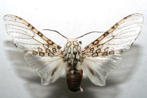  ( - 08-SRNP-106499)  @14 [ ] CreativeCommons - Attribution Non-Commercial Share-Alike (2013) Daniel H. Janzen Guanacaste Dry Forest Conservation Fund