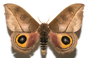  ( - 08-SRNP-106532)  @14 [ ] CreativeCommons - Attribution Non-Commercial Share-Alike (2013) Daniel H. Janzen Guanacaste Dry Forest Conservation Fund