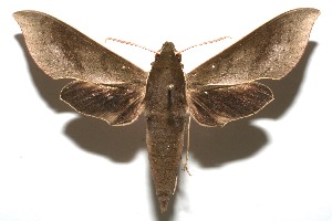  ( - 08-SRNP-106540)  @14 [ ] CreativeCommons - Attribution Non-Commercial Share-Alike (2013) Daniel H. Janzen Guanacaste Dry Forest Conservation Fund