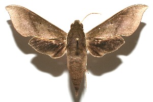  ( - 08-SRNP-106541)  @14 [ ] CreativeCommons - Attribution Non-Commercial Share-Alike (2013) Daniel H. Janzen Guanacaste Dry Forest Conservation Fund