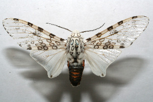  ( - 08-SRNP-106721)  @14 [ ] CreativeCommons - Attribution Non-Commercial Share-Alike (2013) Daniel H. Janzen Guanacaste Dry Forest Conservation Fund