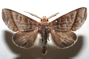  ( - 08-SRNP-106807)  @14 [ ] CreativeCommons - Attribution Non-Commercial Share-Alike (2013) Daniel H. Janzen Guanacaste Dry Forest Conservation Fund