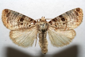  ( - 08-SRNP-106897)  @14 [ ] CreativeCommons - Attribution Non-Commercial Share-Alike (2013) Daniel H. Janzen Guanacaste Dry Forest Conservation Fund