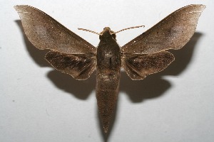  ( - 08-SRNP-106959)  @14 [ ] CreativeCommons - Attribution Non-Commercial Share-Alike (2013) Daniel H. Janzen Guanacaste Dry Forest Conservation Fund