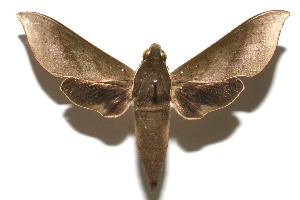  ( - 08-SRNP-106960)  @14 [ ] CreativeCommons - Attribution Non-Commercial Share-Alike (2013) Daniel H. Janzen Guanacaste Dry Forest Conservation Fund