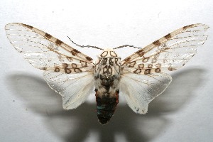  ( - 08-SRNP-107028)  @14 [ ] CreativeCommons - Attribution Non-Commercial Share-Alike (2013) Daniel H. Janzen Guanacaste Dry Forest Conservation Fund