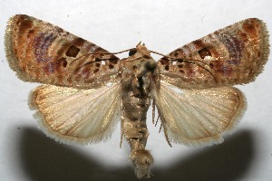  ( - 08-SRNP-107394)  @14 [ ] CreativeCommons - Attribution Non-Commercial Share-Alike (2013) Daniel H. Janzen Guanacaste Dry Forest Conservation Fund