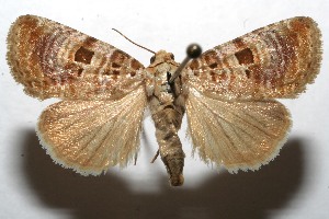  ( - 08-SRNP-107395)  @14 [ ] CreativeCommons - Attribution Non-Commercial Share-Alike (2013) Daniel H. Janzen Guanacaste Dry Forest Conservation Fund