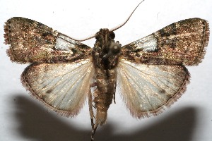  ( - 08-SRNP-107478)  @12 [ ] CreativeCommons - Attribution Non-Commercial Share-Alike (2013) Daniel H. Janzen Guanacaste Dry Forest Conservation Fund