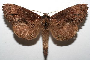  ( - 08-SRNP-107694)  @14 [ ] CreativeCommons - Attribution Non-Commercial Share-Alike (2013) Daniel H. Janzen Guanacaste Dry Forest Conservation Fund