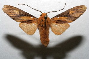  ( - 08-SRNP-107807)  @14 [ ] CreativeCommons - Attribution Non-Commercial Share-Alike (2013) Daniel H. Janzen Guanacaste Dry Forest Conservation Fund