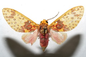  ( - 08-SRNP-108435)  @14 [ ] CreativeCommons - Attribution Non-Commercial Share-Alike (2013) Daniel H. Janzen Guanacaste Dry Forest Conservation Fund