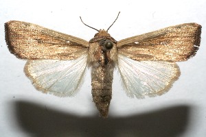  ( - 08-SRNP-108563)  @14 [ ] CreativeCommons - Attribution Non-Commercial Share-Alike (2013) Daniel H. Janzen Guanacaste Dry Forest Conservation Fund