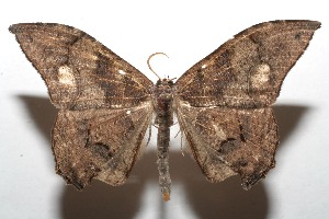  ( - 08-SRNP-108614)  @14 [ ] CreativeCommons - Attribution Non-Commercial Share-Alike (2013) Daniel H. Janzen Guanacaste Dry Forest Conservation Fund