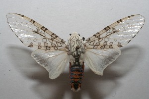  ( - 08-SRNP-108920)  @14 [ ] CreativeCommons - Attribution Non-Commercial Share-Alike (2013) Daniel H. Janzen Guanacaste Dry Forest Conservation Fund