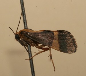  ( - 08-SRNP-109085)  @12 [ ] CreativeCommons - Attribution Non-Commercial Share-Alike (2013) Daniel H. Janzen Guanacaste Dry Forest Conservation Fund