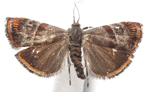  (Ornarantia gradella - 18-SRNP-104040)  @11 [ ] CreativeCommons  Attribution Non-Commercial Share-Alike (2023) Daniel H. Janzen Guanacaste Dry Forest Conservation Fund