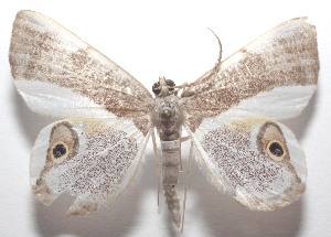  ( - 18-SRNP-104360)  @11 [ ] CreativeCommons  Attribution Non-Commercial Share-Alike (2023) Daniel H. Janzen Guanacaste Dry Forest Conservation Fund