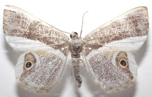  ( - 18-SRNP-104362)  @11 [ ] CreativeCommons  Attribution Non-Commercial Share-Alike (2023) Daniel H. Janzen Guanacaste Dry Forest Conservation Fund