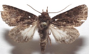  ( - 18-SRNP-104665)  @11 [ ] CreativeCommons  Attribution Non-Commercial Share-Alike (2023) Daniel H. Janzen Guanacaste Dry Forest Conservation Fund