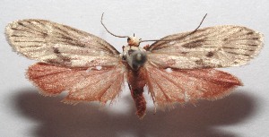  ( - 18-SRNP-105983)  @11 [ ] CreativeCommons  Attribution Non-Commercial Share-Alike (2023) Daniel H. Janzen Guanacaste Dry Forest Conservation Fund