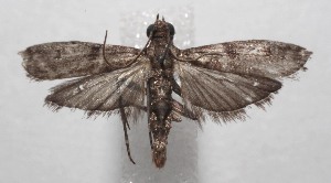  ( - 18-SRNP-106444)  @11 [ ] CreativeCommons  Attribution Non-Commercial Share-Alike (2023) Daniel H. Janzen Guanacaste Dry Forest Conservation Fund