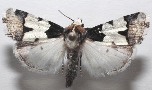  ( - 18-SRNP-106732)  @11 [ ] CreativeCommons  Attribution Non-Commercial Share-Alike (2023) Daniel H. Janzen Guanacaste Dry Forest Conservation Fund