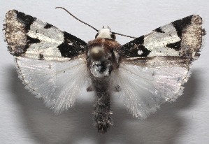  ( - 18-SRNP-106733)  @11 [ ] CreativeCommons  Attribution Non-Commercial Share-Alike (2023) Daniel H. Janzen Guanacaste Dry Forest Conservation Fund