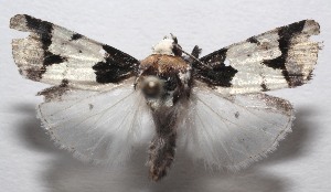  ( - 18-SRNP-106734)  @11 [ ] CreativeCommons  Attribution Non-Commercial Share-Alike (2023) Daniel H. Janzen Guanacaste Dry Forest Conservation Fund