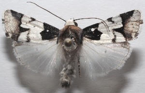  ( - 18-SRNP-106735)  @11 [ ] CreativeCommons  Attribution Non-Commercial Share-Alike (2023) Daniel H. Janzen Guanacaste Dry Forest Conservation Fund