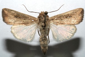  ( - 09-SRNP-102147)  @14 [ ] CreativeCommons - Attribution Non-Commercial Share-Alike (2009) Daniel H. Janzen Guanacaste Dry Forest Conservation Fund