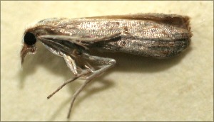  ( - 09-SRNP-102893)  @11 [ ] CreativeCommons - Attribution Non-Commercial Share-Alike (2009) Daniel H. Janzen Guanacaste Dry Forest Conservation Fund