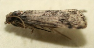  ( - 09-SRNP-102897)  @11 [ ] CreativeCommons - Attribution Non-Commercial Share-Alike (2009) Daniel H. Janzen Guanacaste Dry Forest Conservation Fund