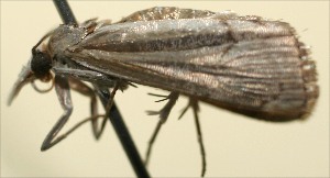 ( - 09-SRNP-102911)  @11 [ ] CreativeCommons - Attribution Non-Commercial Share-Alike (2009) Daniel H. Janzen Guanacaste Dry Forest Conservation Fund