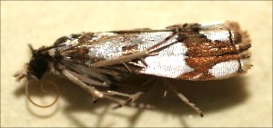  ( - 09-SRNP-102927)  @11 [ ] CreativeCommons - Attribution Non-Commercial Share-Alike (2009) Daniel H. Janzen Guanacaste Dry Forest Conservation Fund