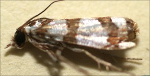  ( - 09-SRNP-102937)  @11 [ ] CreativeCommons - Attribution Non-Commercial Share-Alike (2009) Daniel H. Janzen Guanacaste Dry Forest Conservation Fund