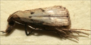  ( - 09-SRNP-102939)  @11 [ ] CreativeCommons - Attribution Non-Commercial Share-Alike (2009) Daniel H. Janzen Guanacaste Dry Forest Conservation Fund