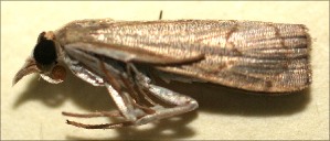  ( - 09-SRNP-102940)  @11 [ ] CreativeCommons - Attribution Non-Commercial Share-Alike (2009) Daniel H. Janzen Guanacaste Dry Forest Conservation Fund