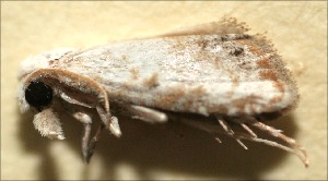  ( - 09-SRNP-102945)  @11 [ ] CreativeCommons - Attribution Non-Commercial Share-Alike (2009) Daniel H. Janzen Guanacaste Dry Forest Conservation Fund