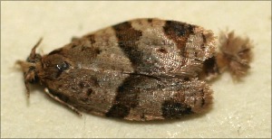  ( - 09-SRNP-102996)  @12 [ ] CreativeCommons - Attribution Non-Commercial Share-Alike (2009) Daniel H. Janzen Guanacaste Dry Forest Conservation Fund