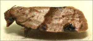  ( - 09-SRNP-103102)  @12 [ ] CreativeCommons - Attribution Non-Commercial Share-Alike (2009) Daniel H. Janzen Guanacaste Dry Forest Conservation Fund