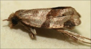  ( - 09-SRNP-103105)  @12 [ ] CreativeCommons - Attribution Non-Commercial Share-Alike (2009) Daniel H. Janzen Guanacaste Dry Forest Conservation Fund