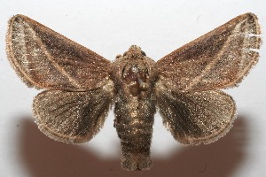  ( - 09-SRNP-103633)  @13 [ ] CreativeCommons - Attribution Non-Commercial Share-Alike (2009) Daniel H. Janzen Guanacaste Dry Forest Conservation Fund